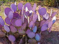 0002 Prickly pear